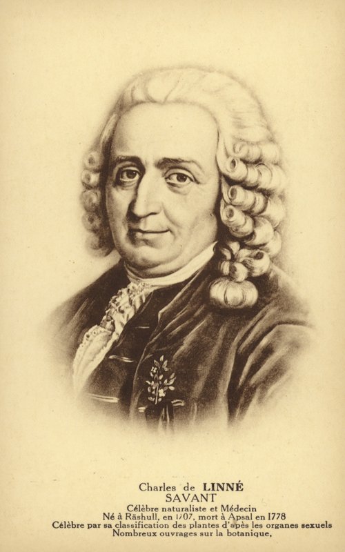 Carl von Linné, schwedischer Botaniker und Zoologe von French School
