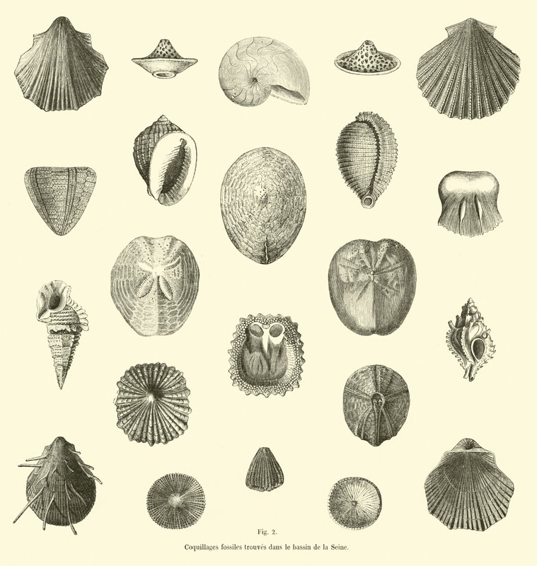 Fossile Muscheln im Becken der Seine gefunden von French School