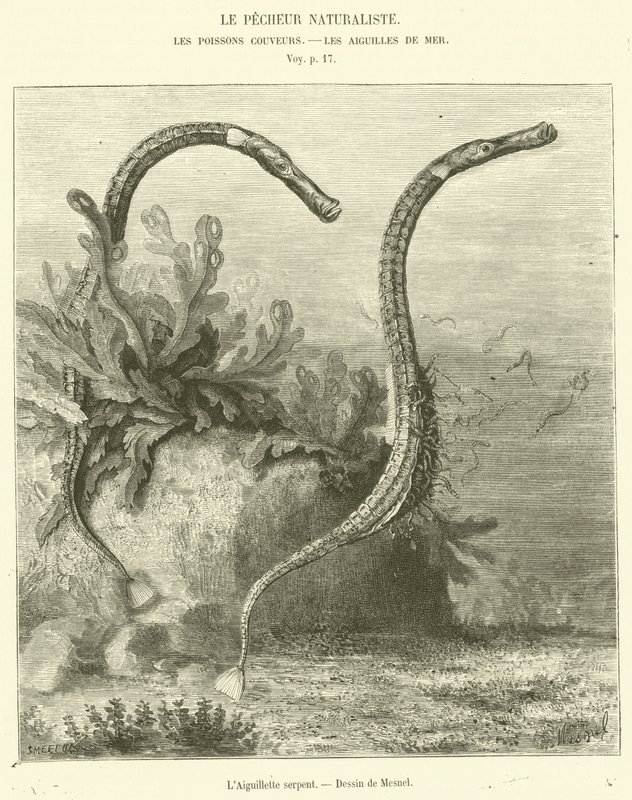 Die Schlangenaguillette von French School