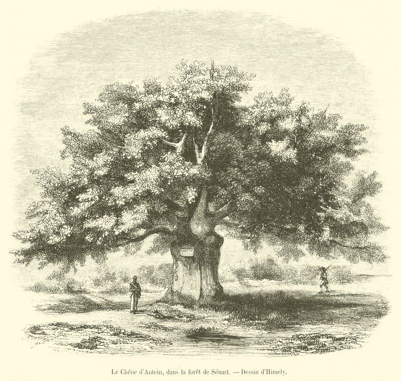 Die Eiche von Antein im Wald von Senart von French School