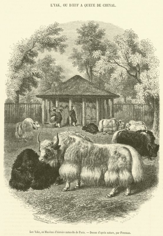 Die Yaks im Naturkundemuseum von Paris von French School