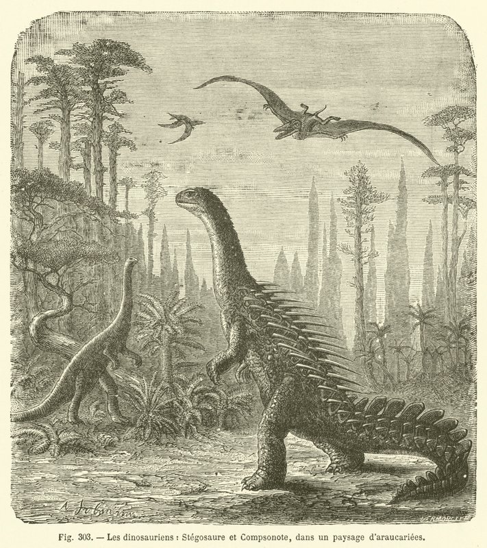 Die Dinosaurier, Stegosaurus und Compsognathus, in einer Landschaft von Araukarien (Gravur) von French School