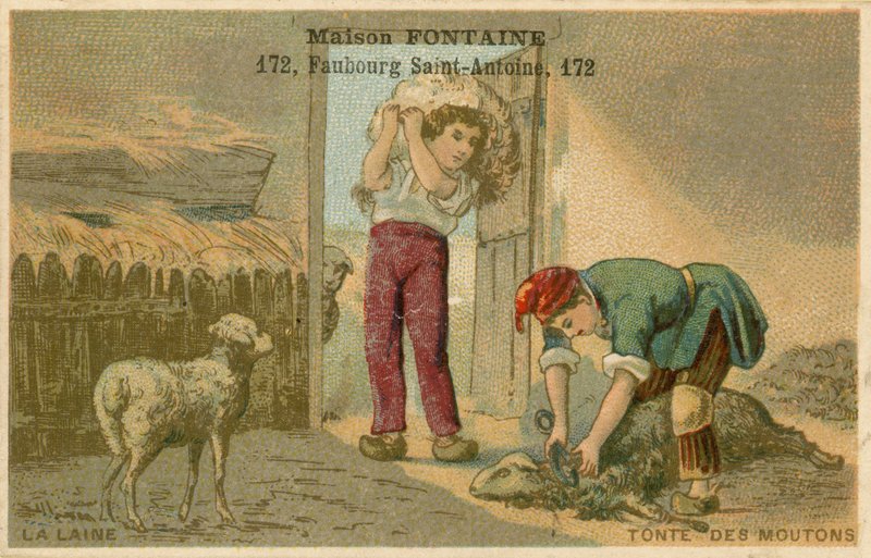 Maison Fontaine Handelskarte, Schafschur von French School