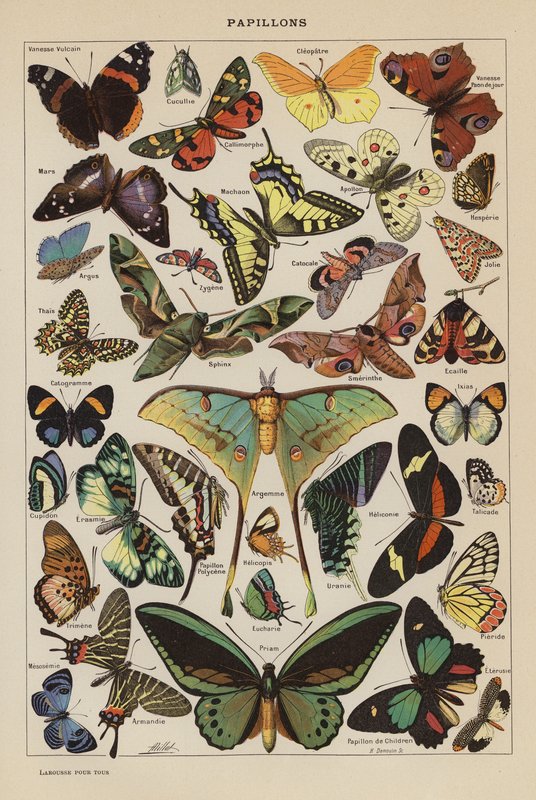 Schmetterlinge (Farblithografie) von French School