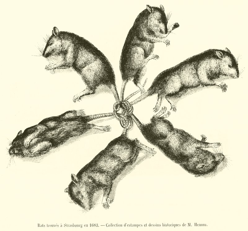 Ratten in Straßburg gefunden im Jahr 1683 von French School