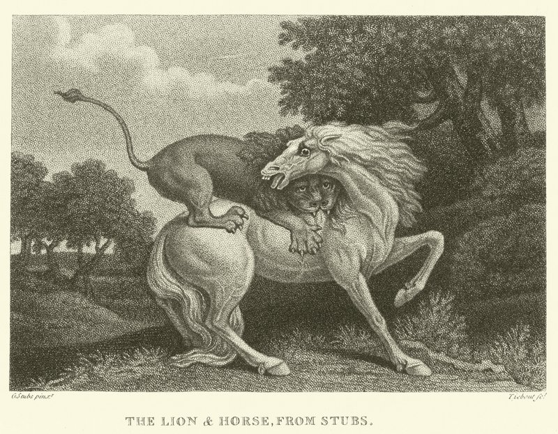 Der Löwe und das Pferd, von Stubs von George (after) Stubbs