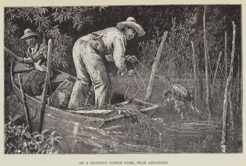 Auf einer Schnappschildkrötenfarm bei Annapolis von George Augustus Sala
