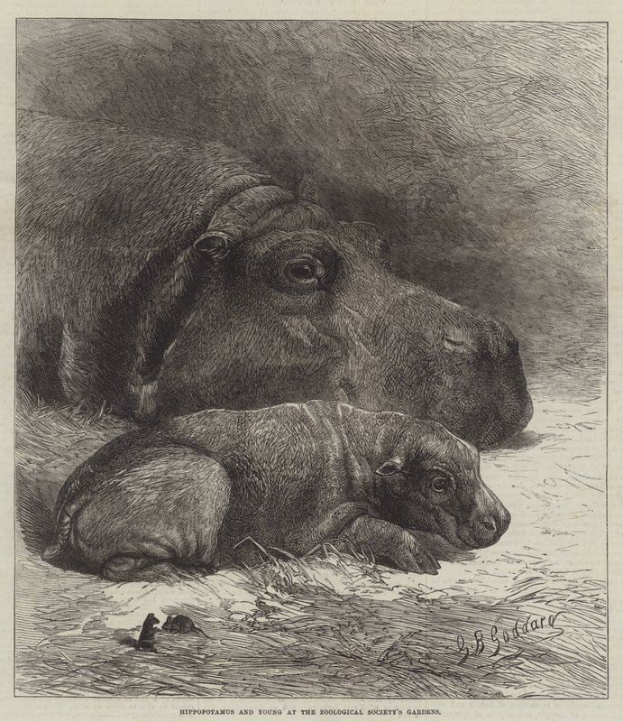 Nilpferd und Junges im Garten der Zoologischen Gesellschaft von George Bouverie Goddard