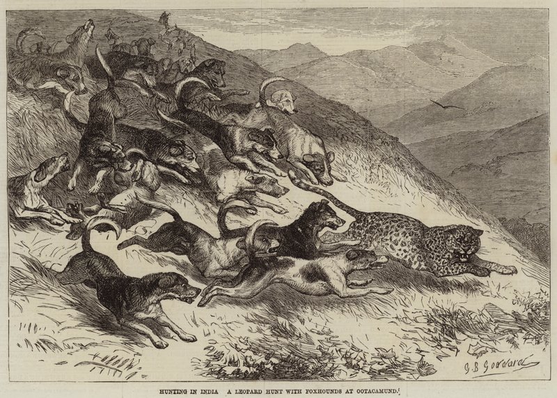 Jagd in Indien, eine Leopardenjagd mit Foxhounds in Ootacamund von George Bouverie Goddard