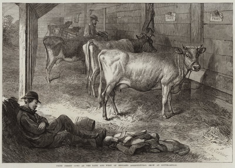 Preisgekrönte Jersey-Kühe auf der Bath und West of England Landwirtschaftsausstellung in Southampton von George Bouverie Goddard