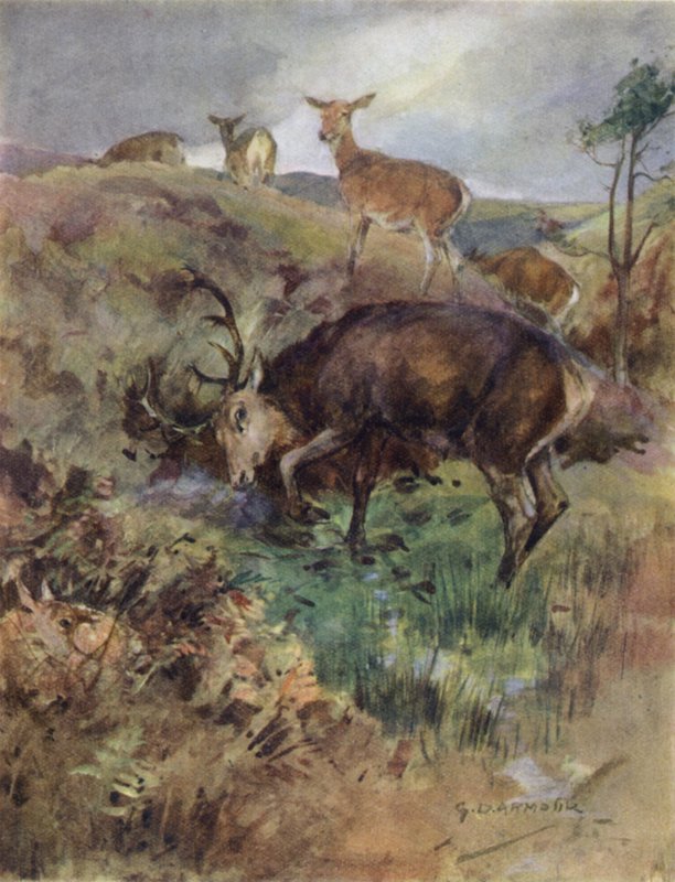 Illustration für The Story of a Red Deer (Farblithografie) von George Denholm Armour