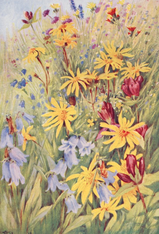 Arnika, die Braune Enzian (G purpurea), Campanula barbata und das feurige kleine Hieracium aurantiacum, aus dem Leben gemalt im Juli von George Jackson Flemwell