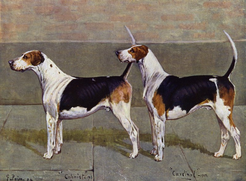 Die Puckeridge-Foxhounds Kolonist und Kardinal von George Paice
