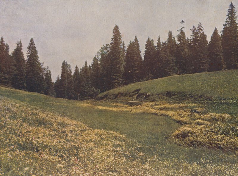 Wiese auf dem Feldberg, Schwarzwald, Deutschland von German Photographer