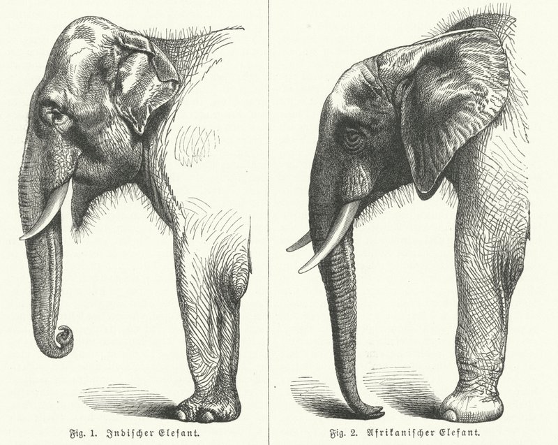 Indische und afrikanische Elefanten (Stich) von German School