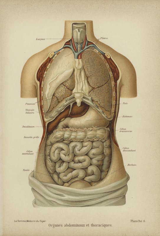 Innere Organe des Bauches und Brustkorbs von German School
