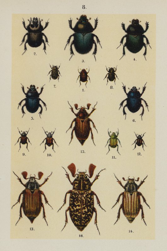 Tafel aus Das Handbuch des jungen Käfersammlers von German School