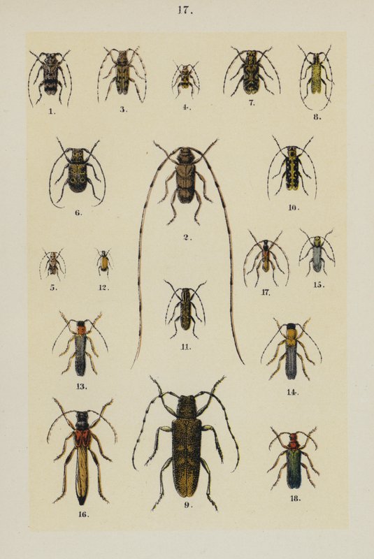 Tafel aus Das Handbuch des jungen Käfersammlers von German School