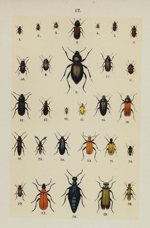 Tafel aus dem Handbuch des jungen Käfersammlers von German School