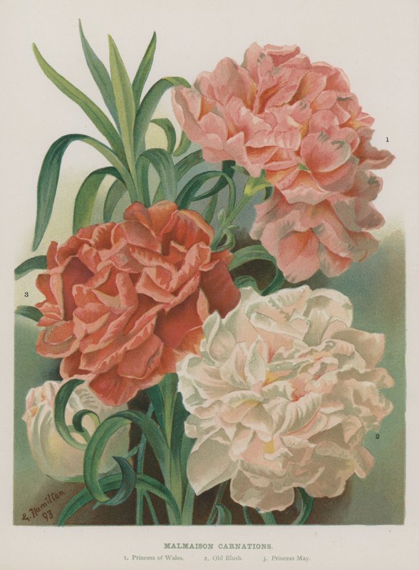 Malmaison-Nelken von Gertrude Hamilton