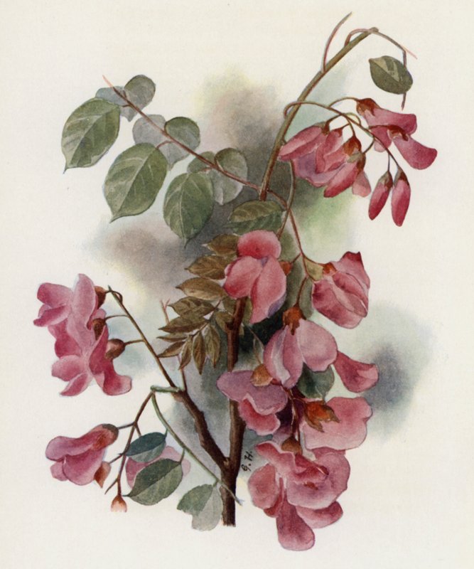 Robinia Hispida von Gertrude Hamilton