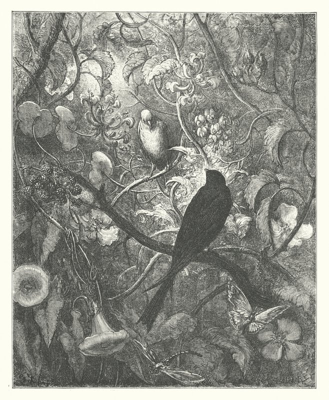 Die Fabeln von La Fontaine: Philomel und Progne von Gustave Dore