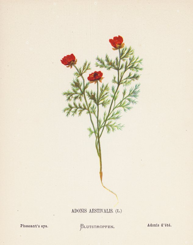 Wildblumen des Heiligen Landes: Adonis Aestivalis; Adonisröschen von Hannah Zeller