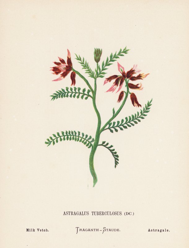 Wildblumen des Heiligen Landes: Astragalus Tuberculosus; Milchwicke von Hannah Zeller