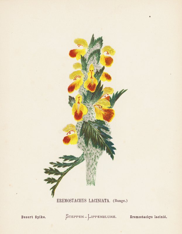 Wildblumen des Heiligen Landes: Eremostachys Laciniata, Bunge; Wüsten-Spike von Hannah Zeller