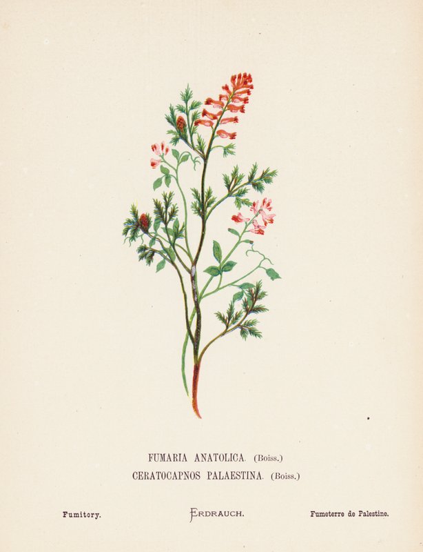 Wildblumen des Heiligen Landes: Fumaria Anatolica, Boiss, Ceratocapnos Palaestina, Boiss; Erdrauch von Hannah Zeller
