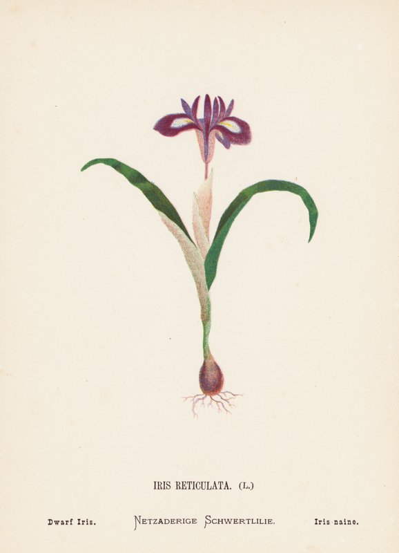Wildblumen des Heiligen Landes: Iris Reticulata, Zwergiris von Hannah Zeller