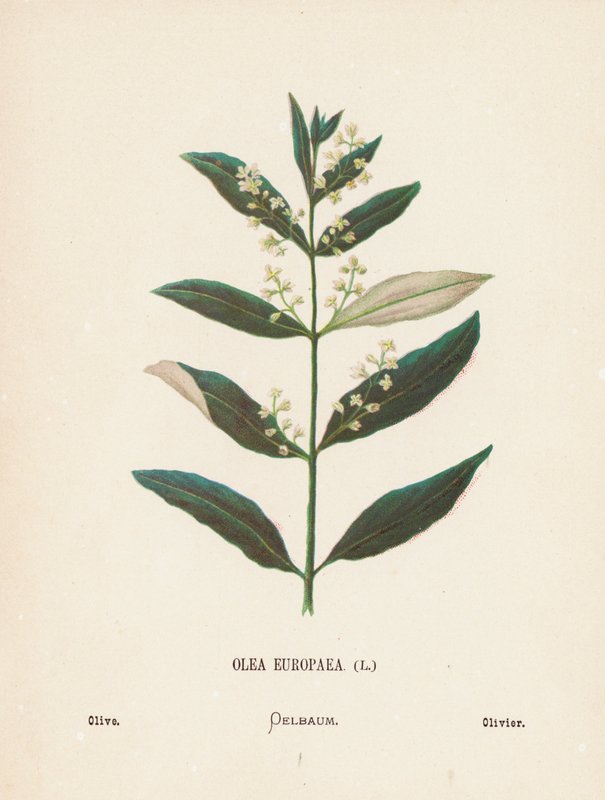 Wildblumen des Heiligen Landes: Olea Europaea; Olive von Hannah Zeller