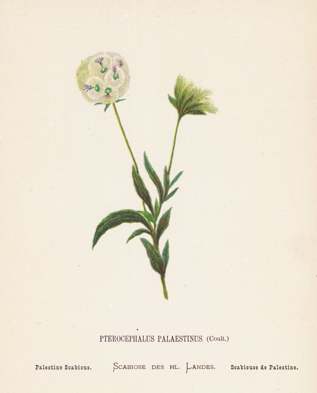 Wildblumen des Heiligen Landes: Pterocephalus Palaestinus, Coult; Palästina-Skabiose von Hannah Zeller