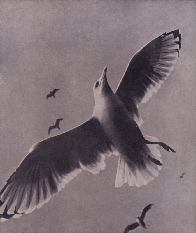 Schnell und hoch aufsteigend, Meredith von Harold Burdekin