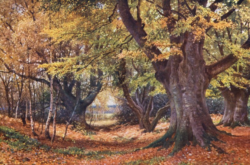 Buchen im Herbst, bei Godalming von Harold Sutton Palmer