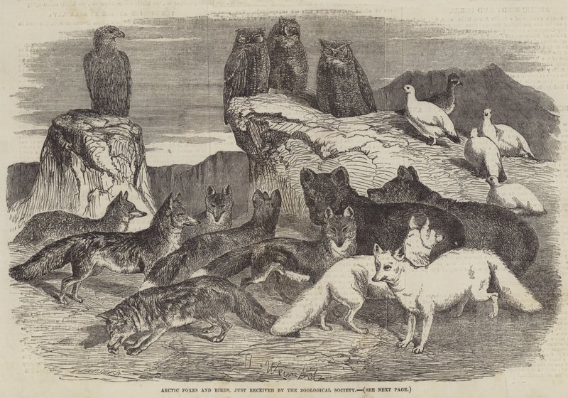 Arktische Füchse und Vögel, gerade von der Zoologischen Gesellschaft erhalten von Harrison William Weir