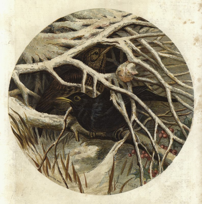 Amsel und Drossel im Versteck von Harrison William Weir