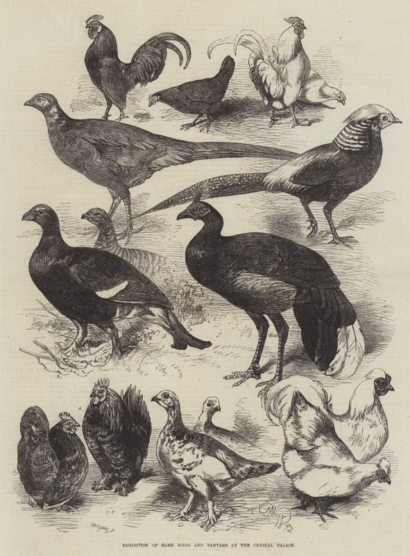 Ausstellung von Wildvögeln und Bantams im Crystal Palace von Harrison William Weir