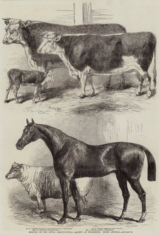 Treffen der Royal Agricultural Society in Worcester, Preisgekrönte Tiere von Harrison William Weir
