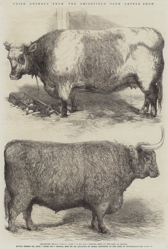 Preisgekrönte Tiere von der Smithfield Club Viehschau von Harrison William Weir