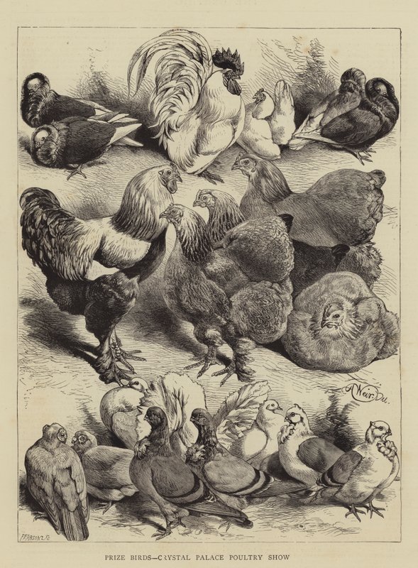 Preisvögel, Crystal Palace Geflügelschau von Harrison William Weir