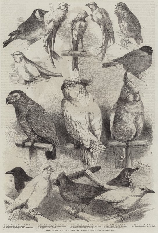 Preisvögel auf der Crystal Palace Show von Harrison William Weir