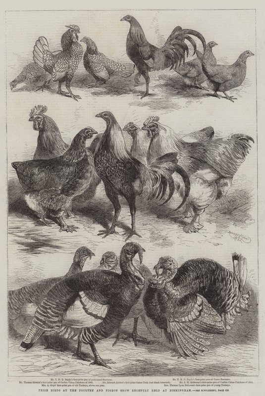 Preisvögel auf der Geflügel- und Taubenschau kürzlich in Birmingham von Harrison William Weir