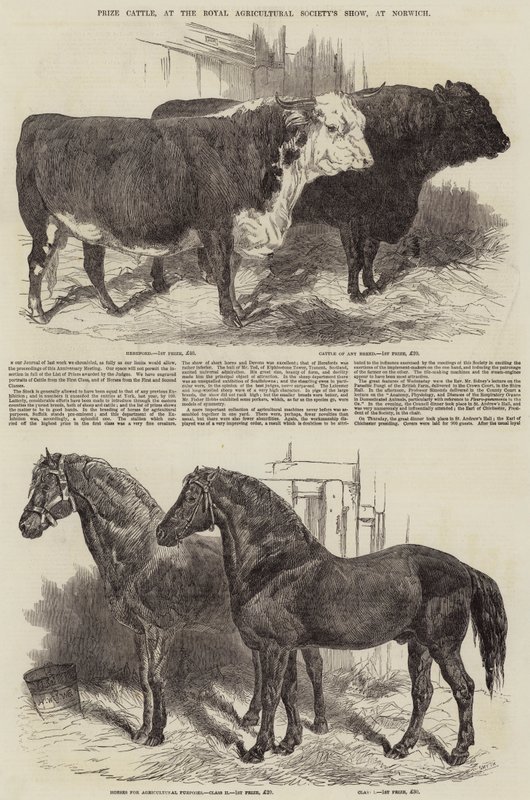 Preisrinder auf der Ausstellung der Royal Agricultural Society in Norwich von Harrison William Weir