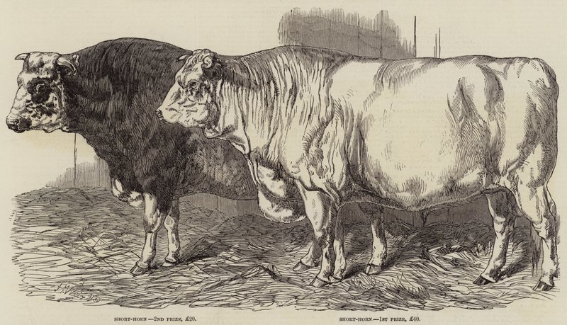 Preisrinder auf der Ausstellung der Royal Agricultural Society in Norwich von Harrison William Weir