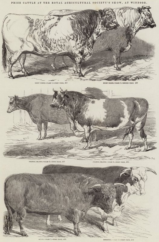 Preisrinder auf der Ausstellung der Royal Agricultural Society in Windsor von Harrison William Weir