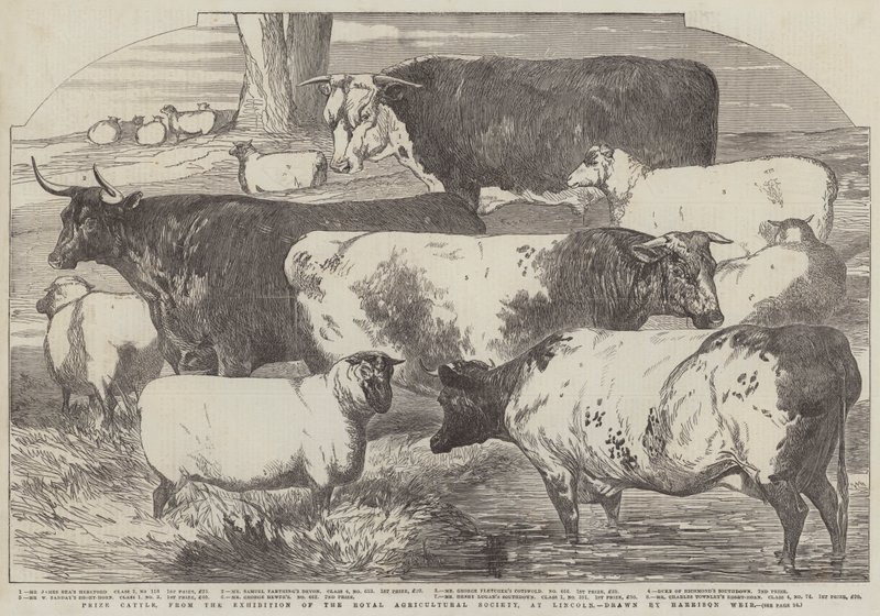 Preisrinder, von der Ausstellung der Royal Agricultural Society in Lincoln von Harrison William Weir