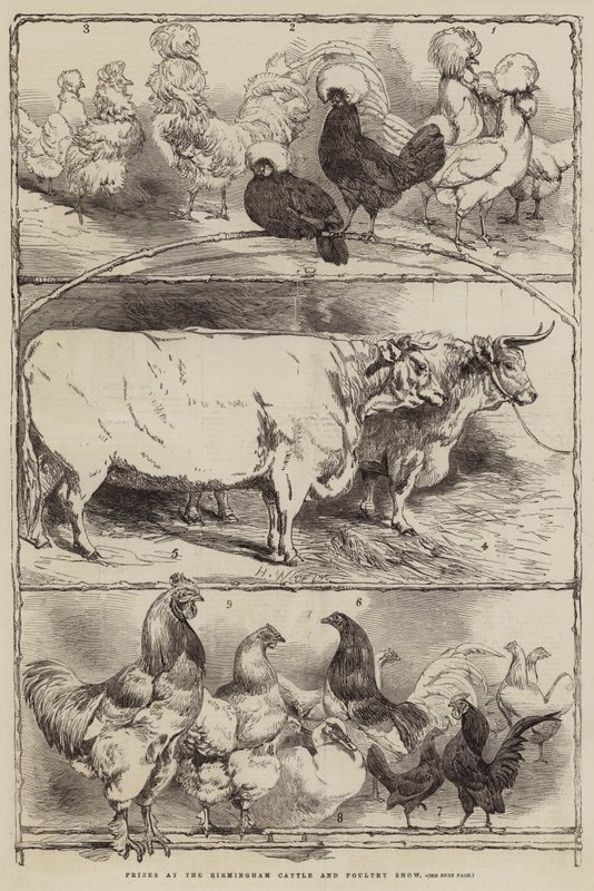 Preise auf der Birmingham Vieh- und Geflügelschau von Harrison William Weir