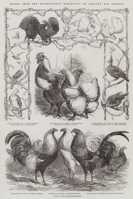 Preise von der Metropolitan Ausstellung für Geflügel und Tauben von Harrison William Weir