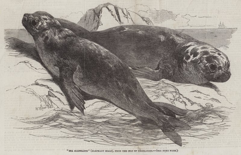 Seeelefanten (Elefantenrobben), von der Insel der Verwüstung von Harrison William Weir